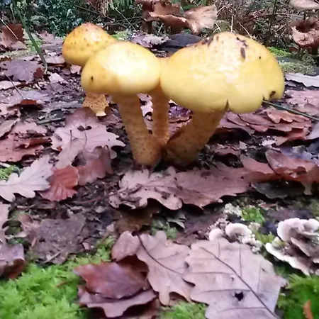 La Bercéenne Affittacamere *