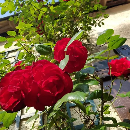 La Bercéenne * Jupilles