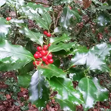 La Berceenne Vendégház