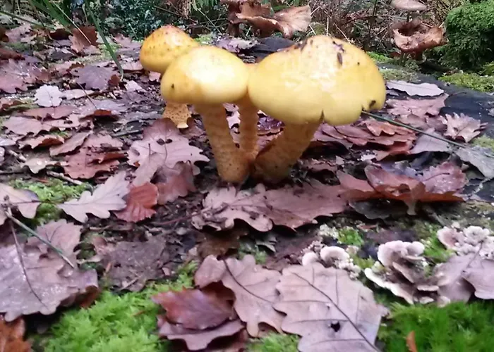 La Berceenne Gasthof *