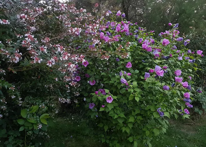 La Berceenne * Jupilles