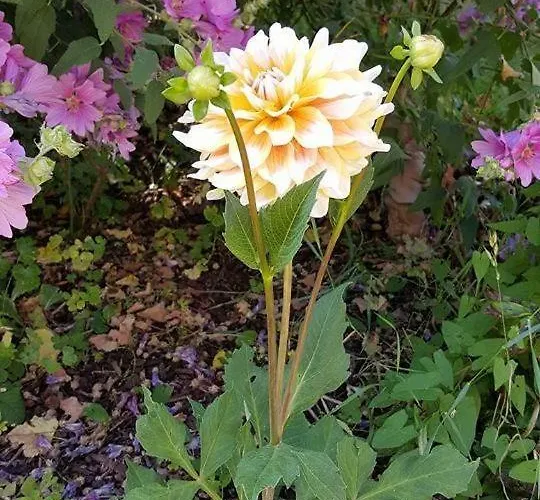 La Bercéenne Affittacamere Jupilles