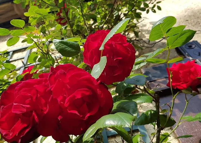 La Berceenne * Jupilles